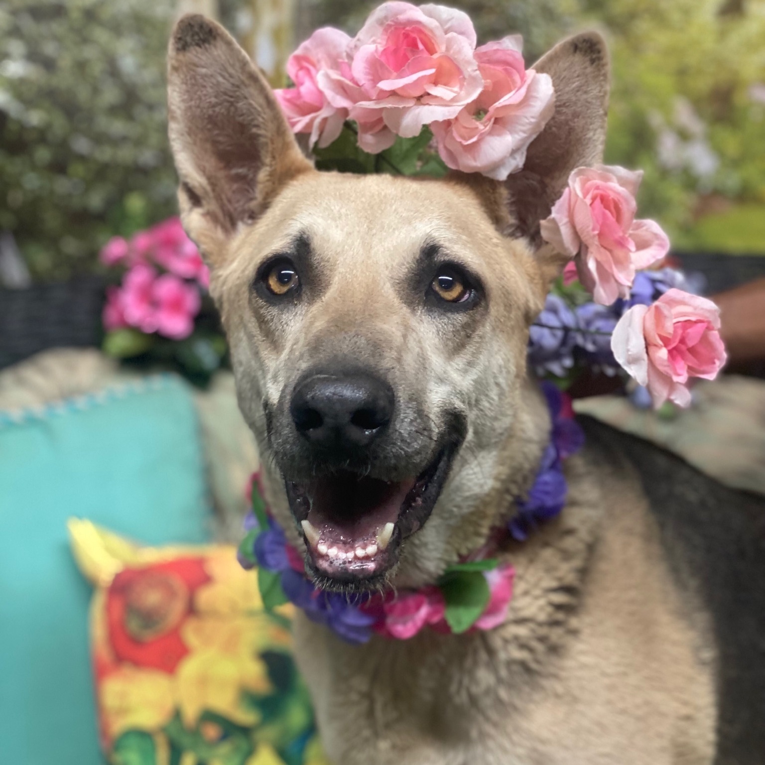 ZOEY DESCHANEL, a Adoptable mixed breed in Acton, CA image 4/12