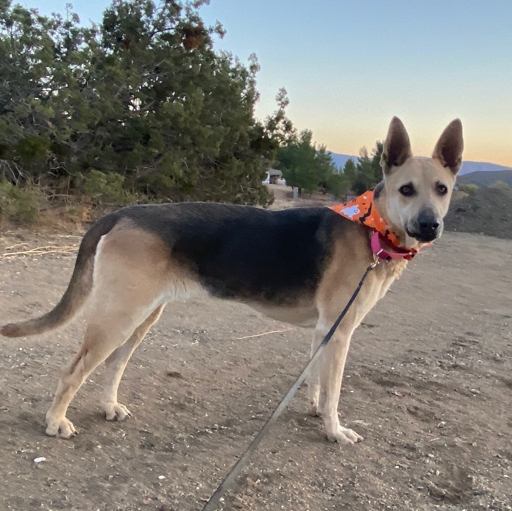 ZOEY DESCHANEL, a Adoptable mixed breed in Acton, CA image 5/12