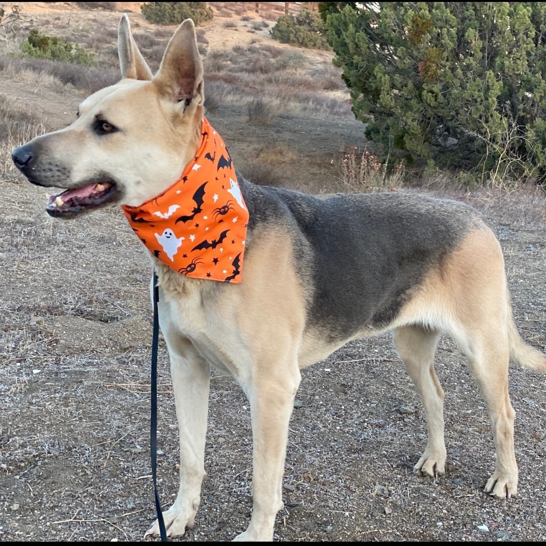 ZOEY DESCHANEL, a Adoptable mixed breed in Acton, CA image 6/12