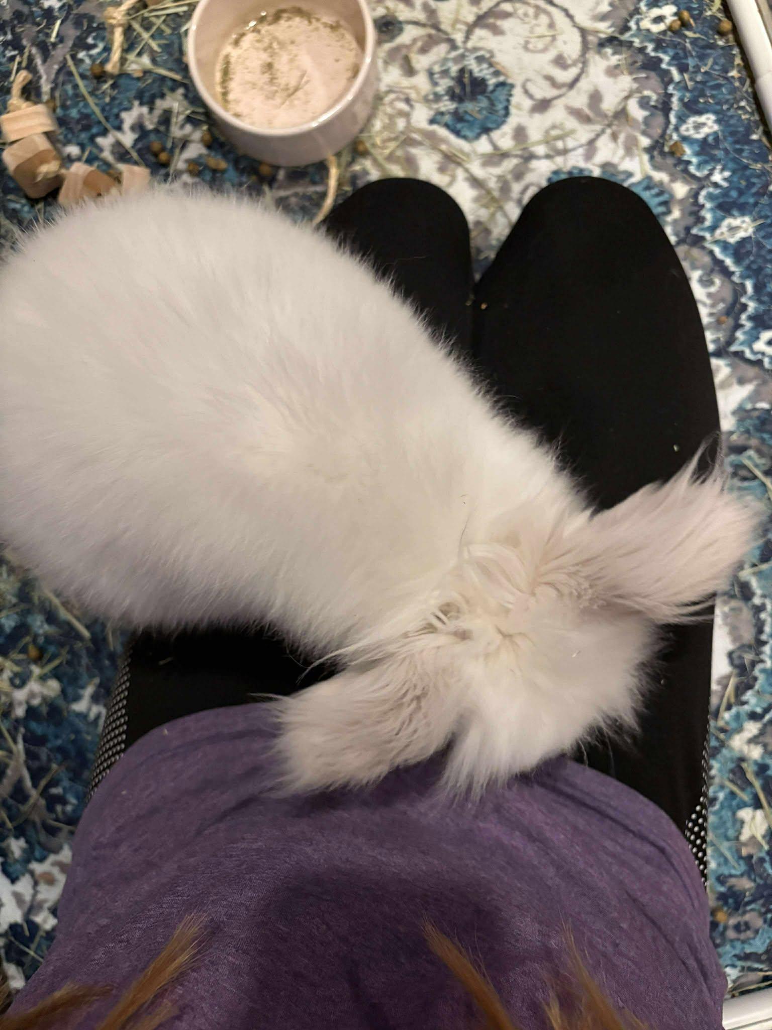 Enlarge Castiel, a Adopted Jersey Wooly in Wichita, KS image 4/5