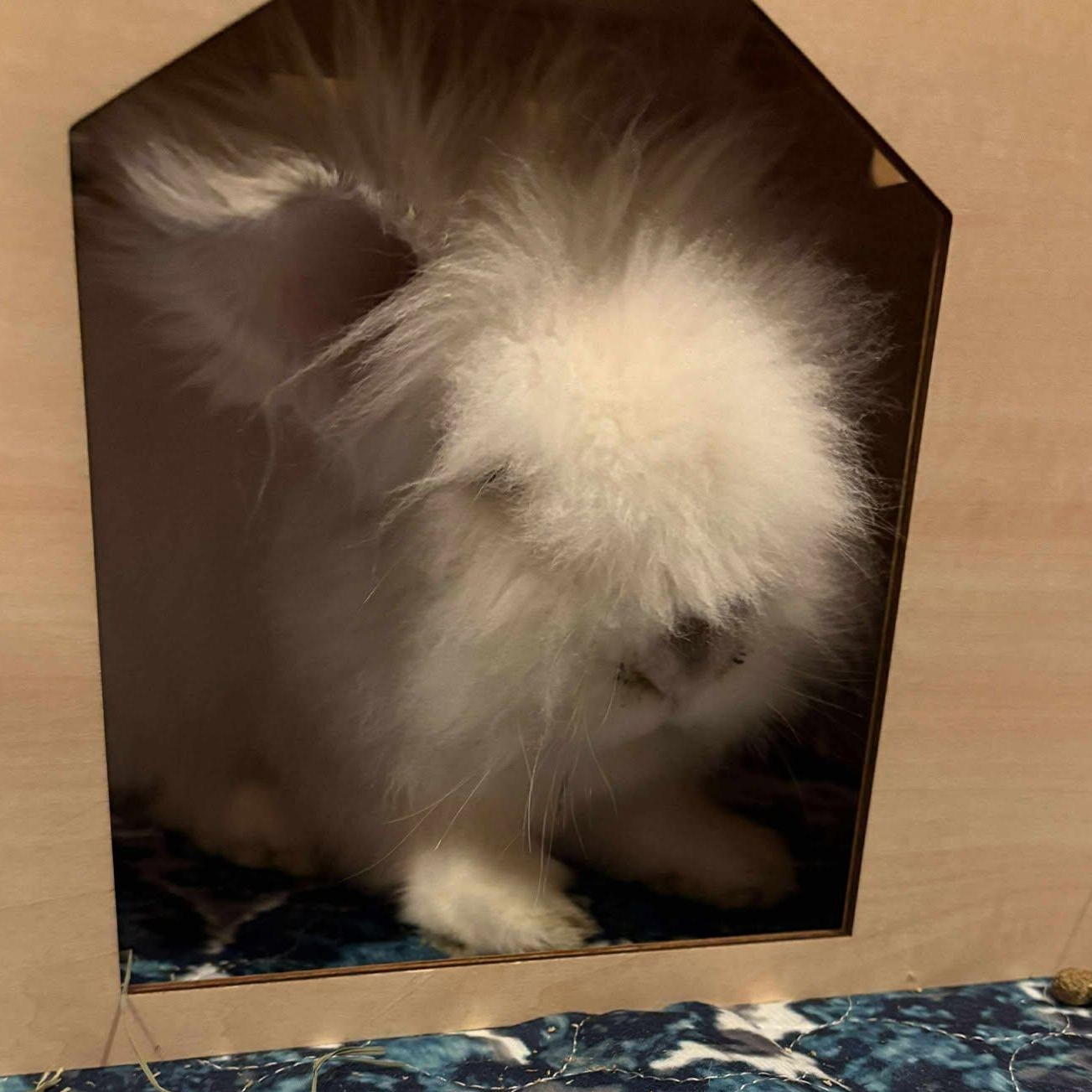 Enlarge Castiel, a Adopted Jersey Wooly in Wichita, KS image 3/5