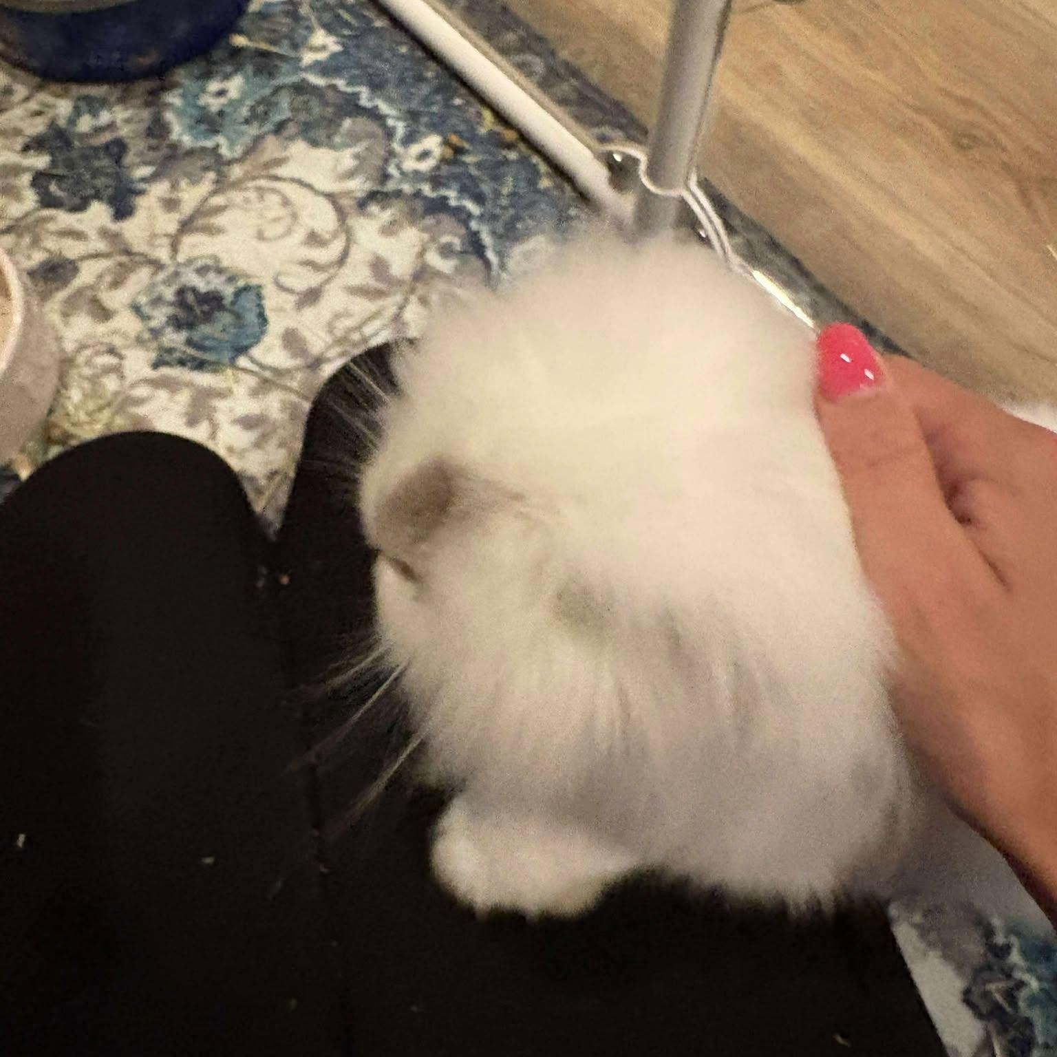 Enlarge Castiel, a Adopted Jersey Wooly in Wichita, KS image 5/5