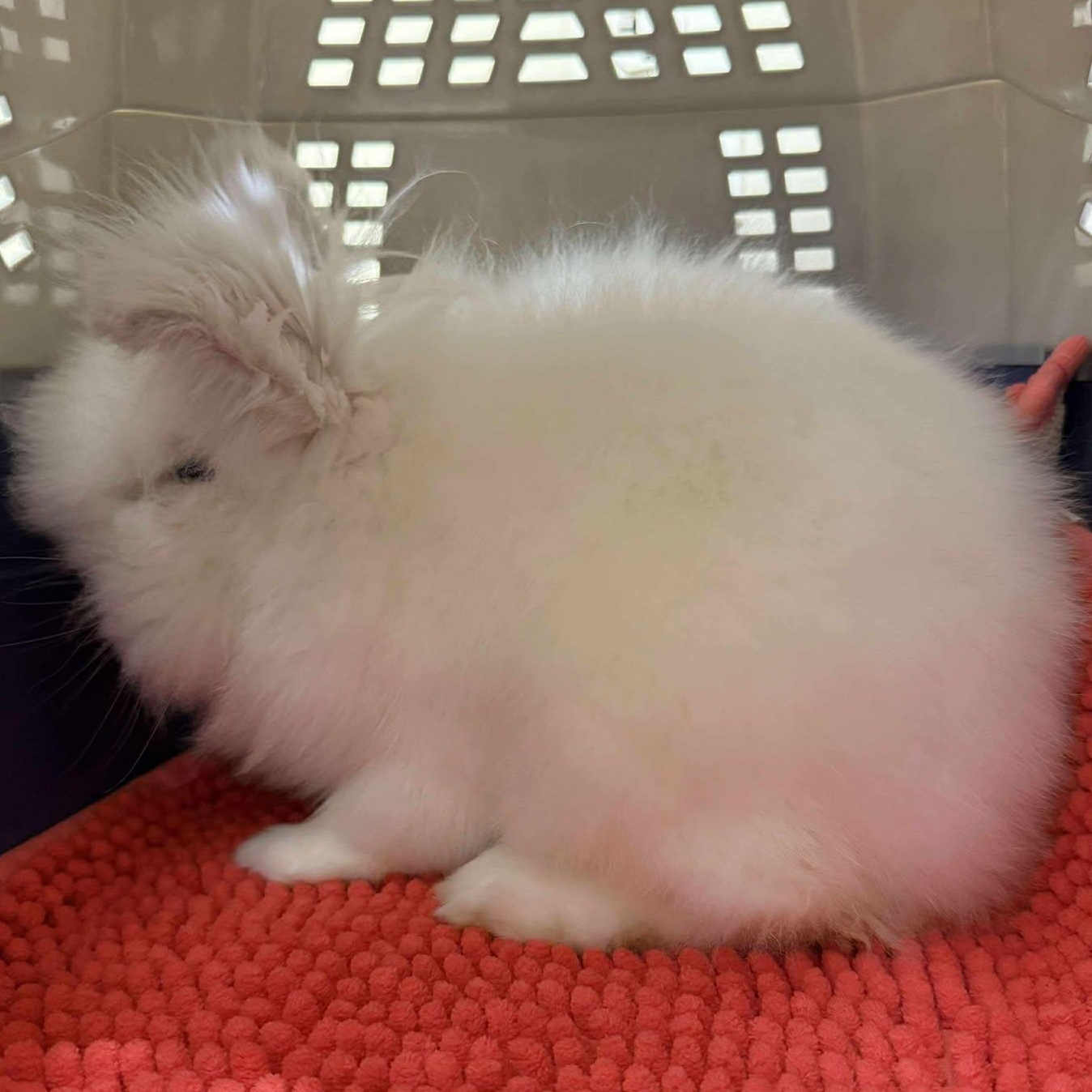 Castiel, Adopted, Adult Male Jersey Wooly.