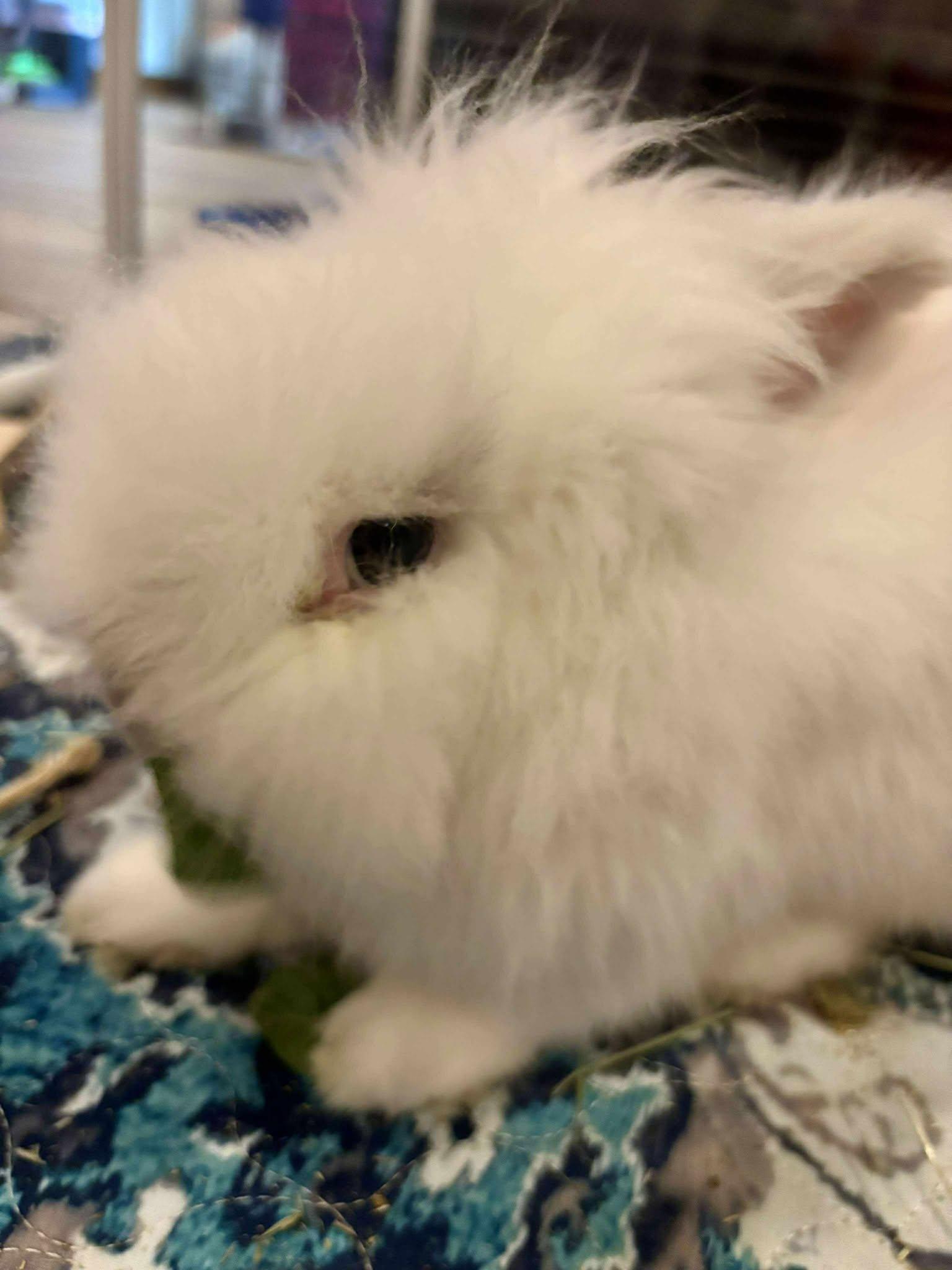 Enlarge Castiel, a Adopted Jersey Wooly in Wichita, KS image 2/5