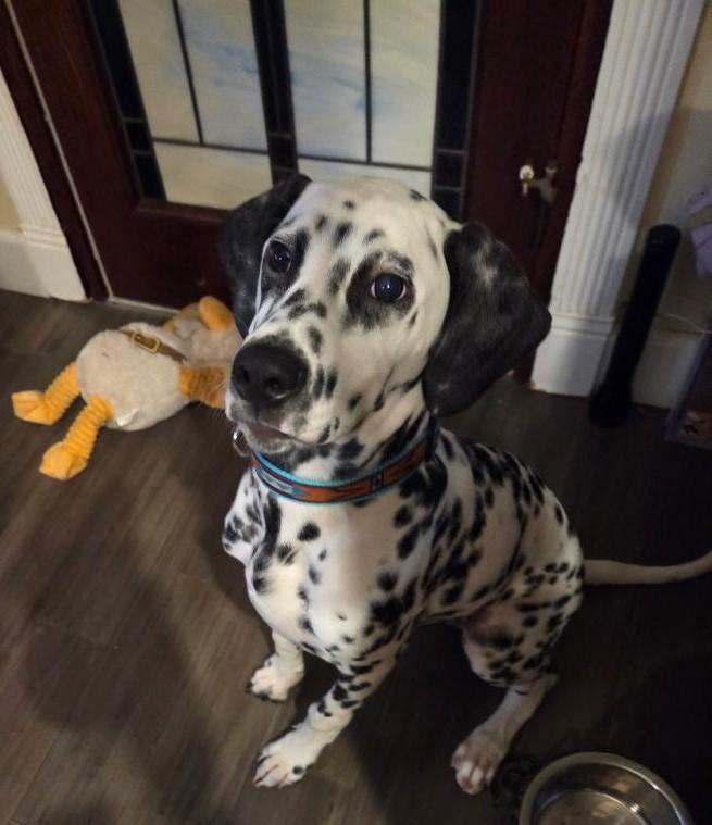 Cairo-San Diego, CA, an adopted Dalmatian in San Diego, CA image 3/4