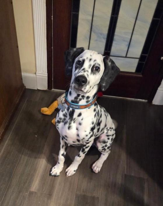 Cairo-San Diego, CA, an adopted Dalmatian in San Diego, CA image 2/4