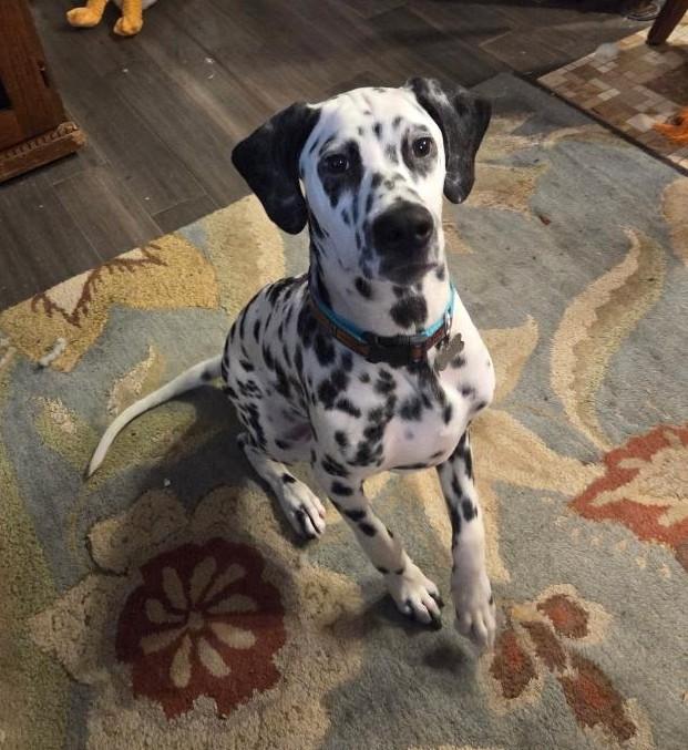 Cairo-San Diego, CA, an adopted Dalmatian in San Diego, CA image 1/4