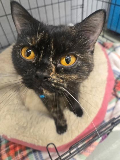 Crumpet, adopted, Young Female British Shorthair.