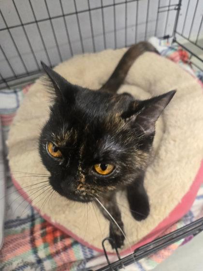 Enlarge Crumpet, an adopted British Shorthair in Plano, TX image 3/5