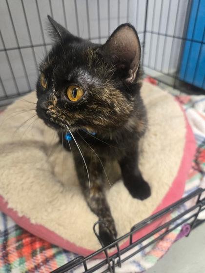 Enlarge Crumpet, an adopted British Shorthair in Plano, TX image 4/5