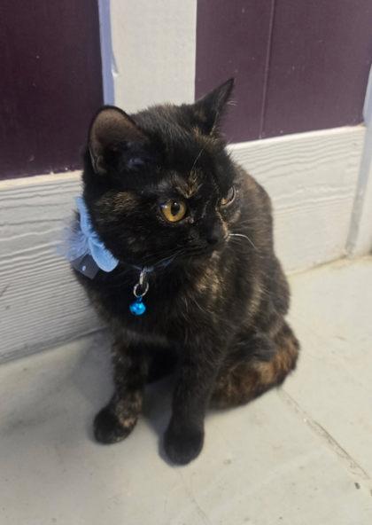 Enlarge Crumpet, an adopted British Shorthair in Plano, TX image 5/5