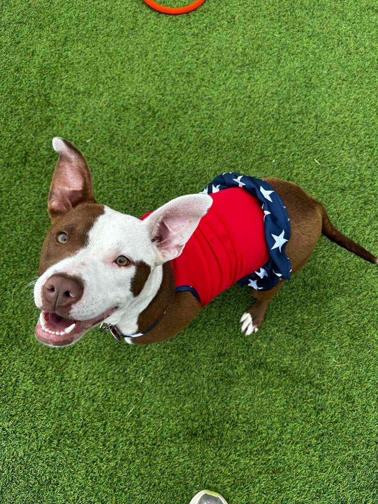 Saffron, Adoptable, Young Female Mixed Breed.