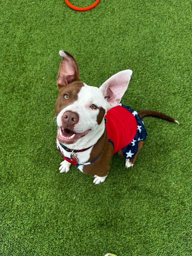 Enlarge Saffron, a Adoptable mixed breed in Detroit, MI image 2/4