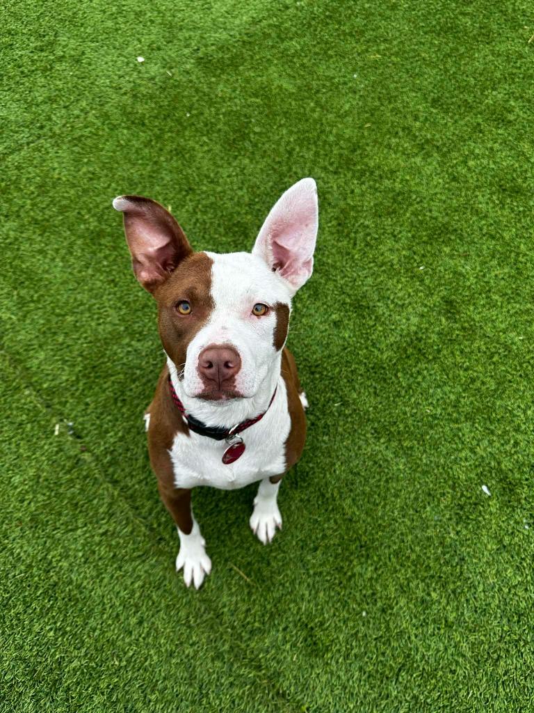 Enlarge Saffron, a Adoptable mixed breed in Detroit, MI image 3/4