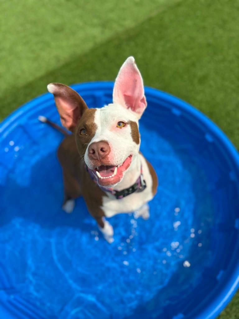 Enlarge Saffron, a Adoptable mixed breed in Detroit, MI image 4/6