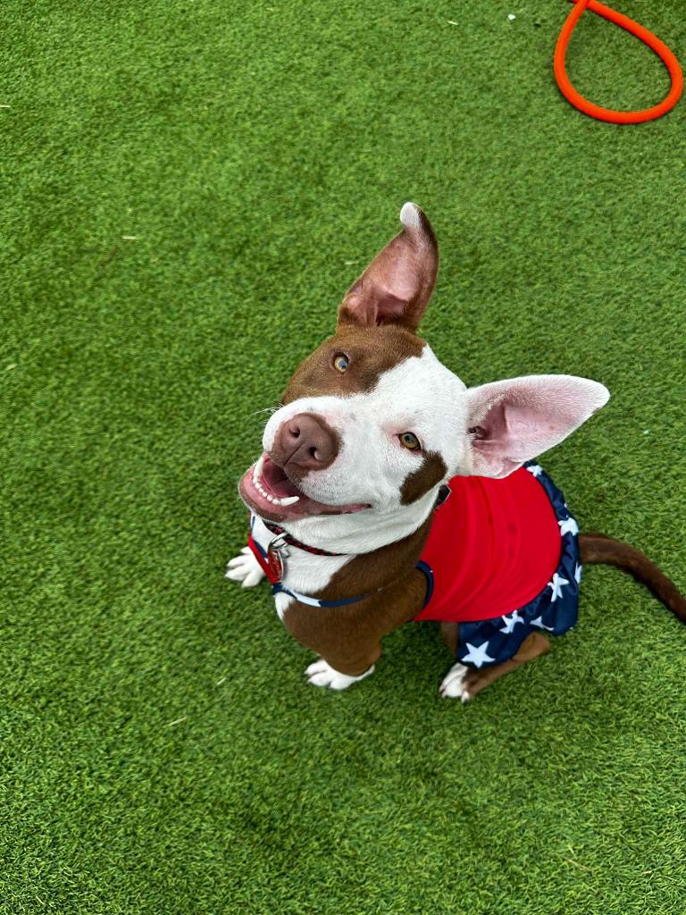 Enlarge Saffron, a Adoptable mixed breed in Detroit, MI image 4/4