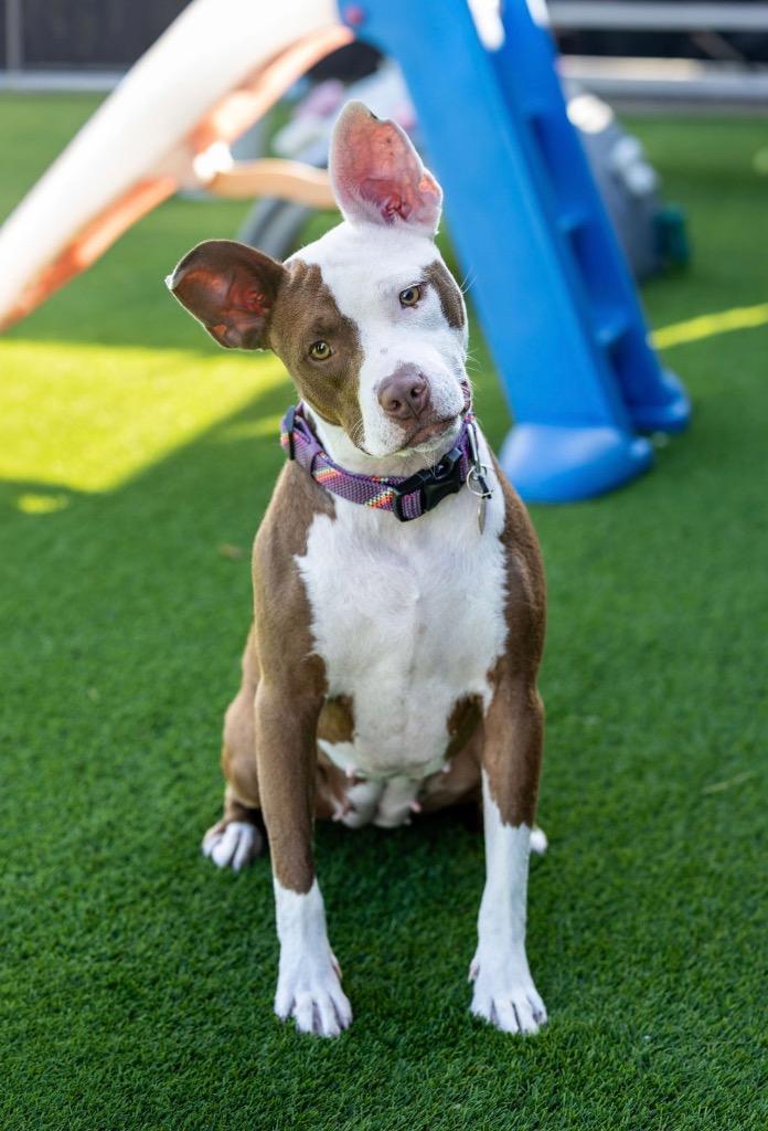 Enlarge Saffron, a Adoptable mixed breed in Detroit, MI image 6/6