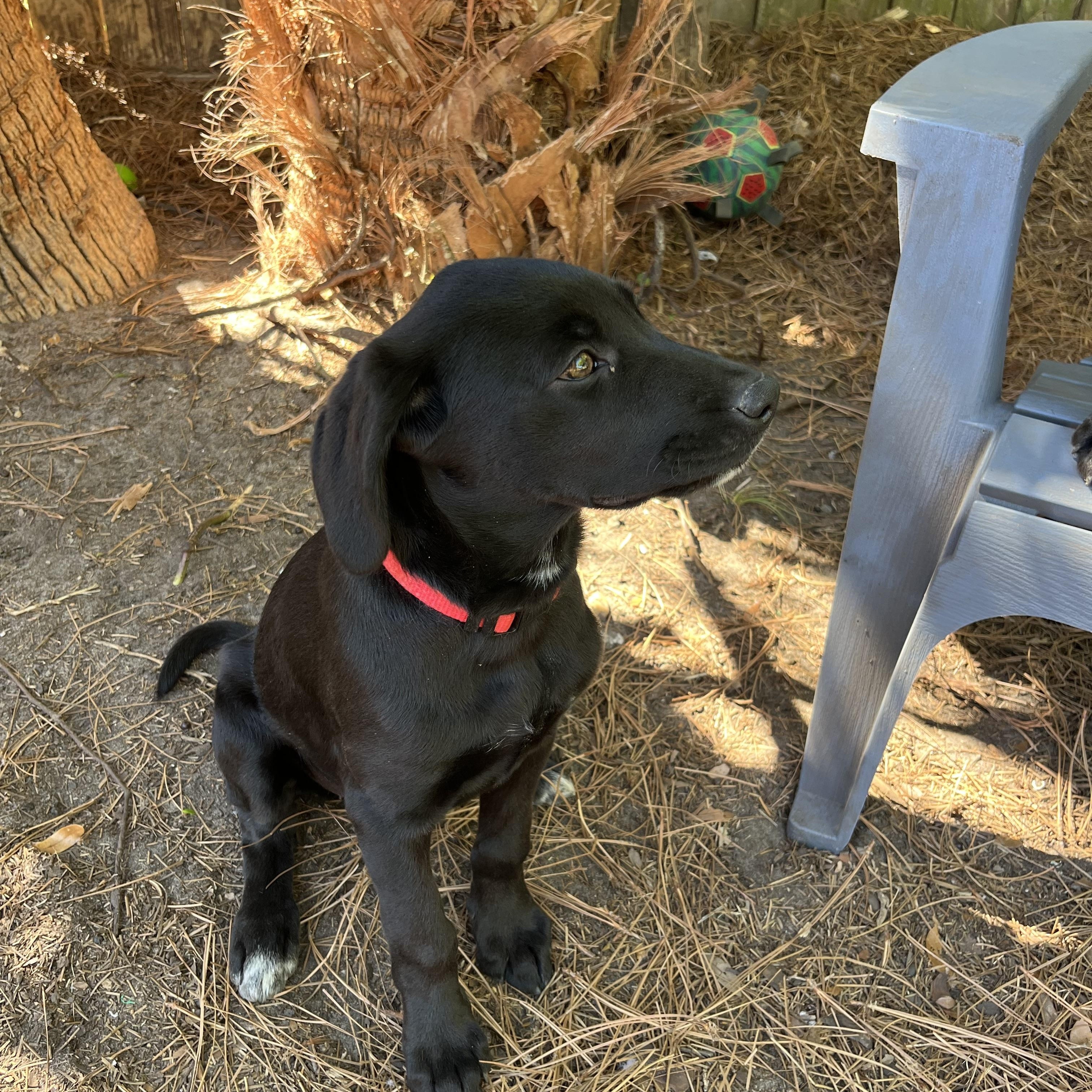 Candy, an adoptable mixed breed in Pensacola, FL image 2/3
