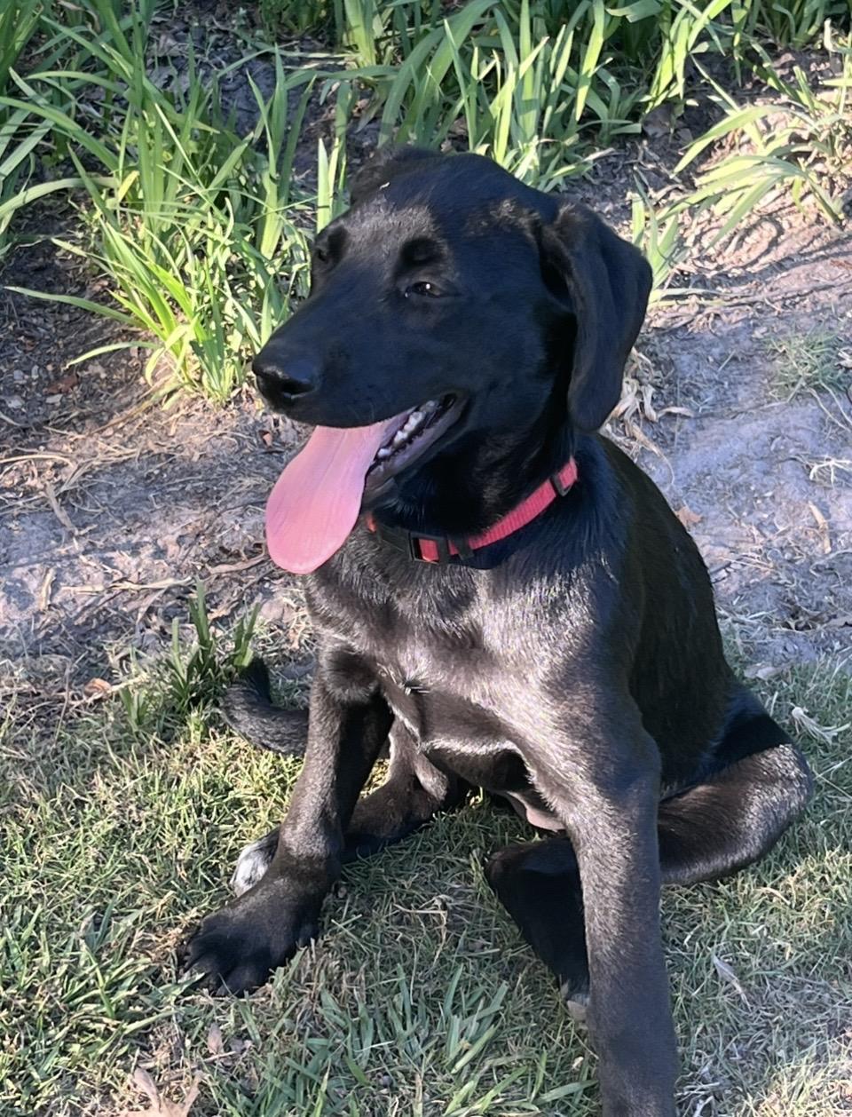 Candy, an adoptable mixed breed in Pensacola, FL image 3/3