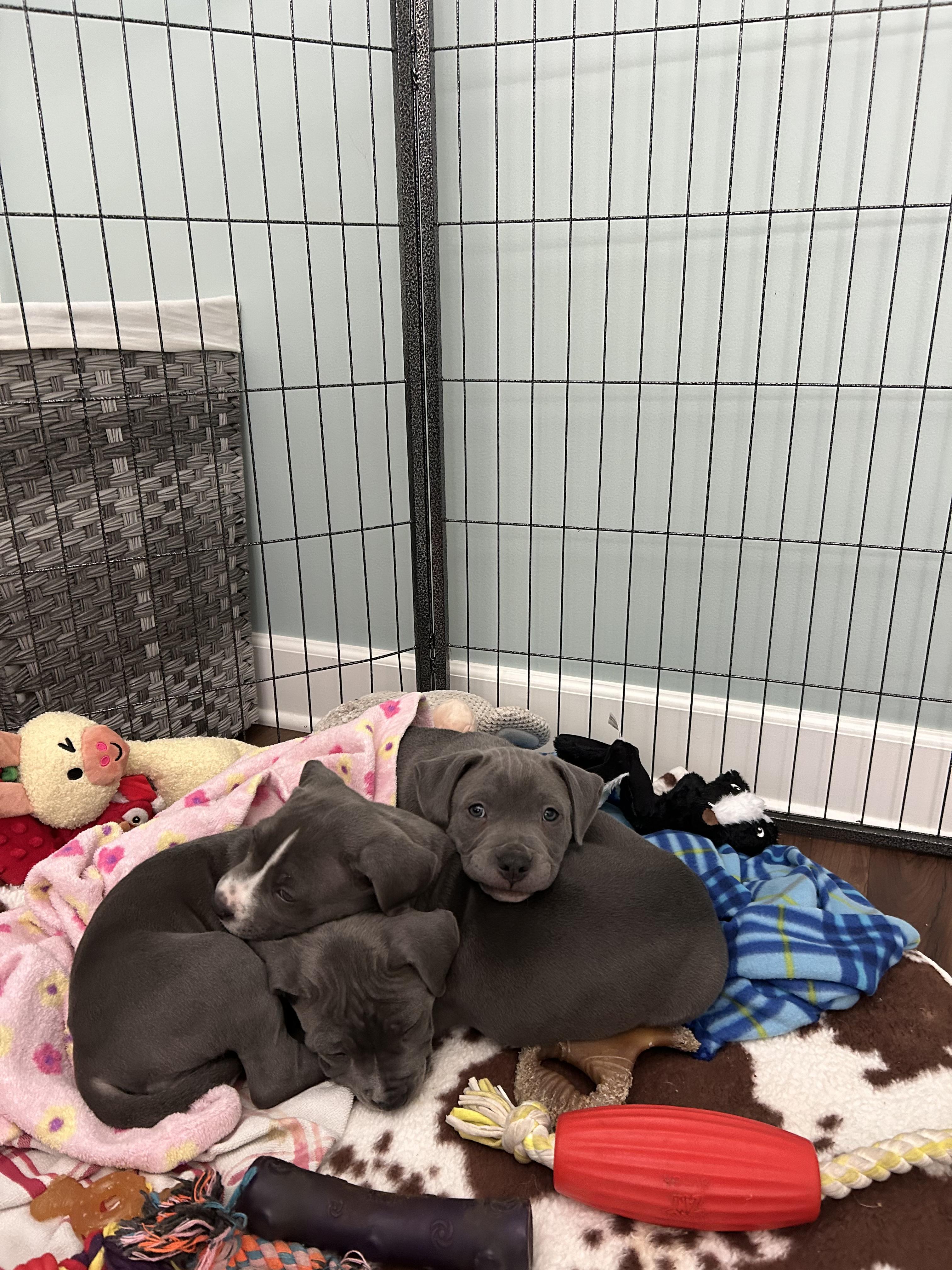 Bluenose precious pups