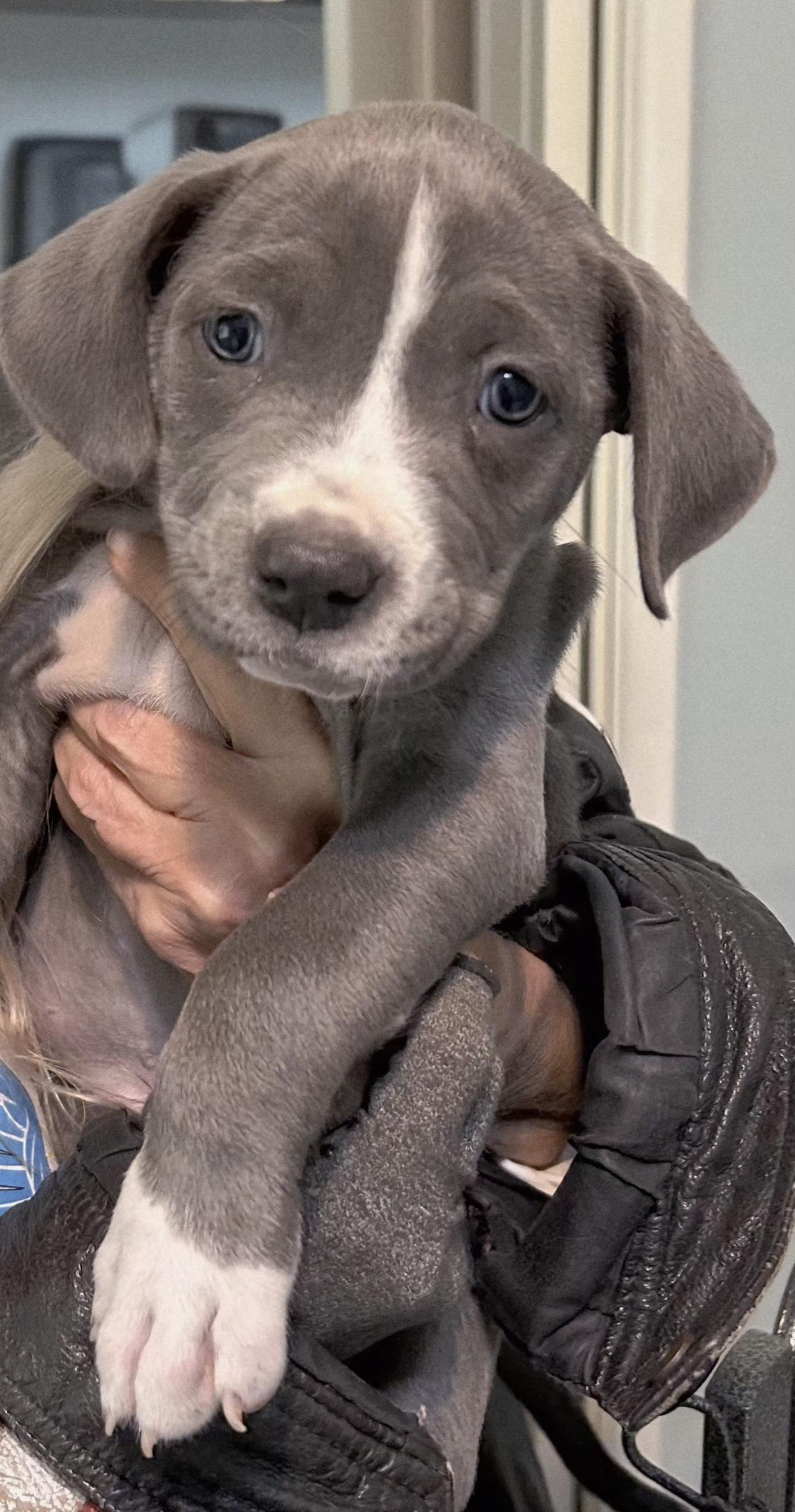 Bluenose precious pups