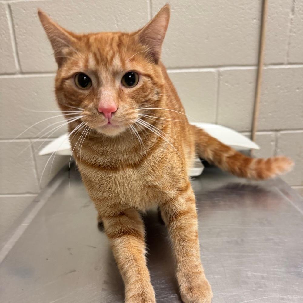 Enlarge Hero, a Adoptable Domestic Short Hair in South Bend, IN image 1/5