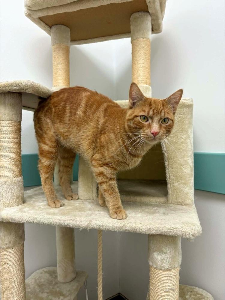 Enlarge Hero, a Adoptable Domestic Short Hair in South Bend, IN image 3/5