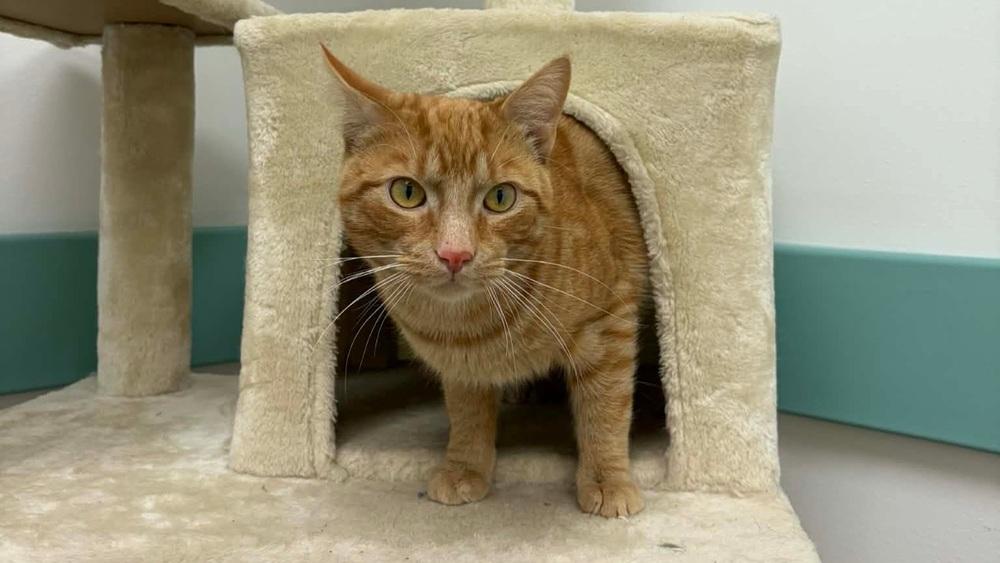 Enlarge Hero, a Adoptable Domestic Short Hair in South Bend, IN image 4/5