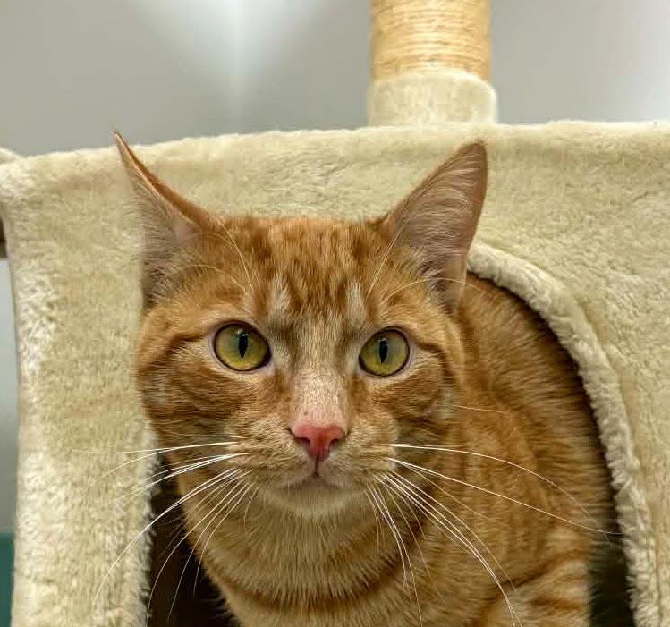 Enlarge Hero, a Adoptable Domestic Short Hair in South Bend, IN image 5/5