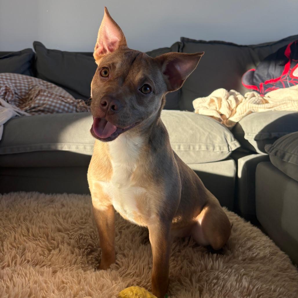 937 (2025) Serenity, Adoptable, Young Female Pit Bull Terrier.