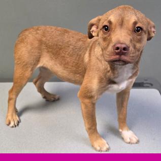 Enlarge 937 (2025) Serenity, a Adoptable mixed breed in Parker, CO image 2/6