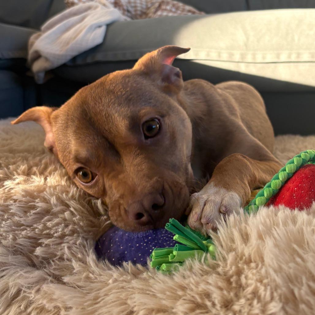 Enlarge 937 (2025) Serenity, a Adoptable mixed breed in Parker, CO image 3/6