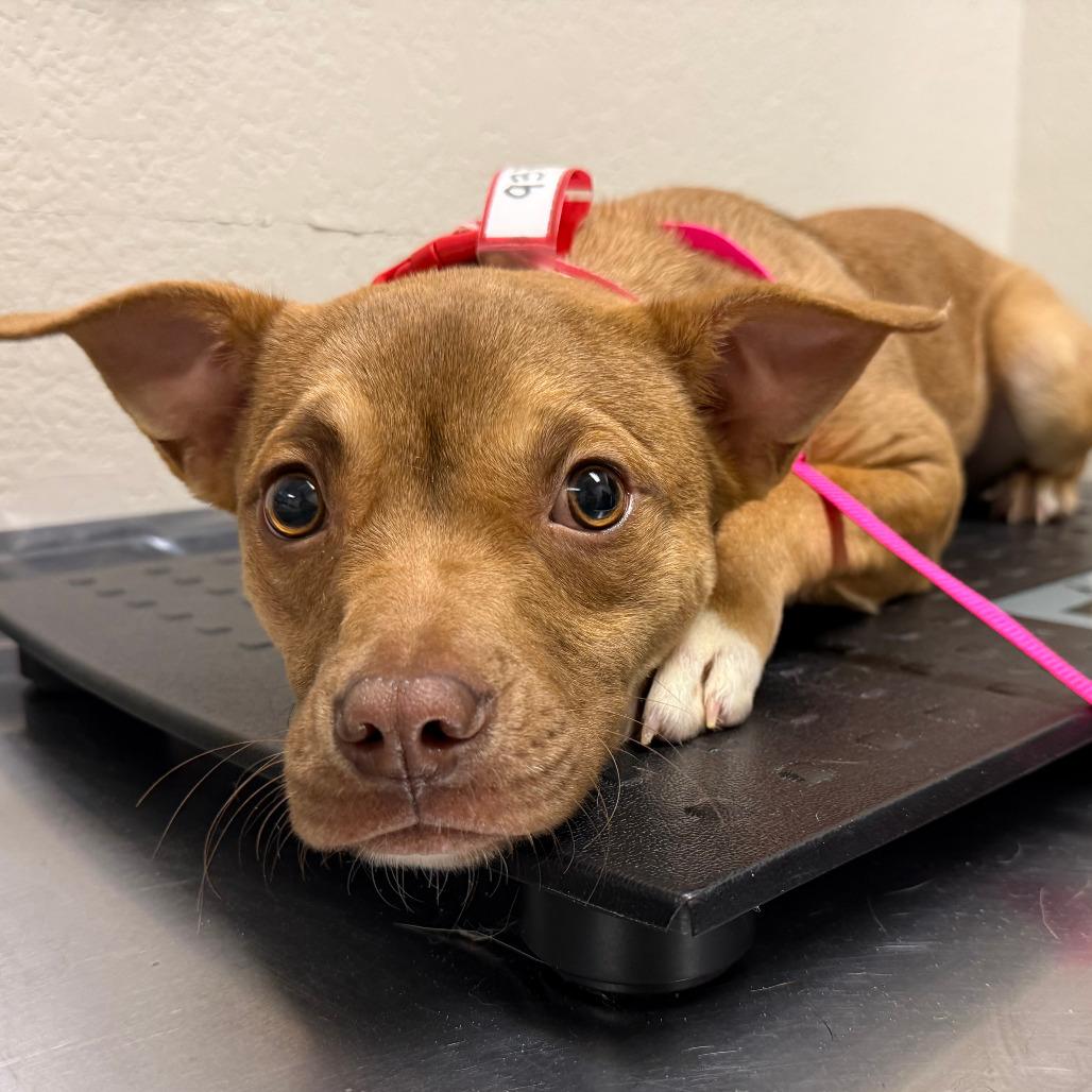 Enlarge 937 (2025) Serenity, a Adoptable mixed breed in Parker, CO image 4/6