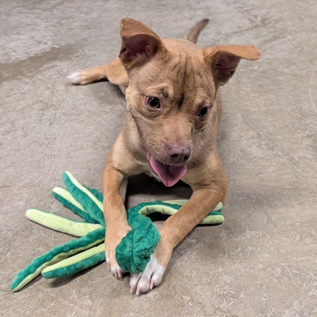 Enlarge 937 (2025) Serenity, a Adoptable mixed breed in Parker, CO image 5/6