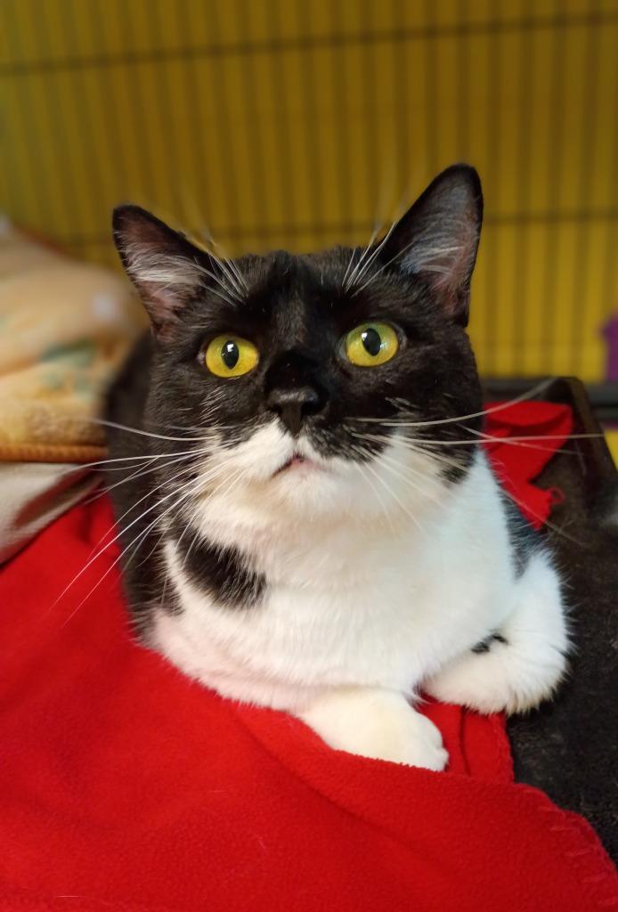 CC, Adoptable, Young Female Domestic Short Hair.