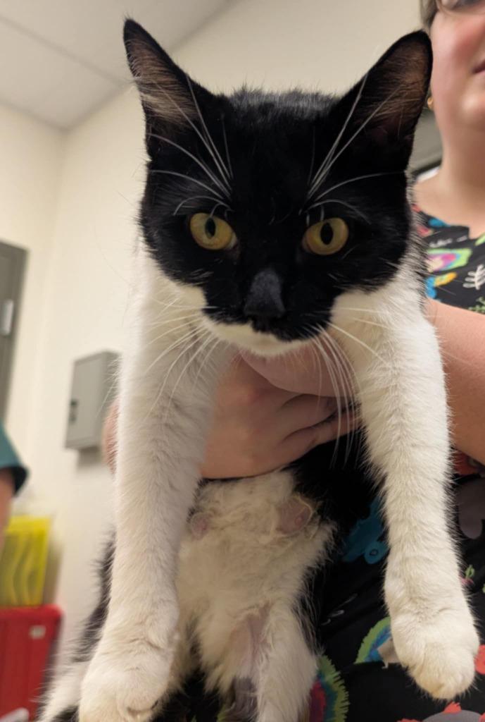 Enlarge CC, a Adoptable mixed breed in Hamilton, OH image 2/2