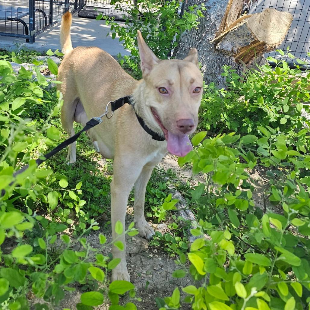 Maleficent, Adoptable, Adult Female Yellow Labrador Retriever.