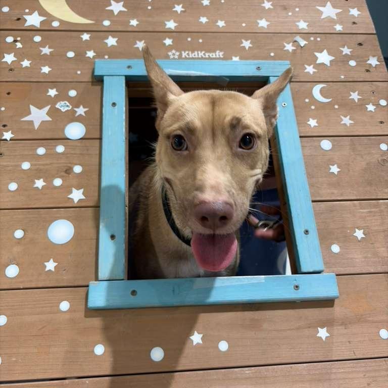 Enlarge Maleficent, a Adoptable Yellow Labrador Retriever in Harlingen, TX image 2/2