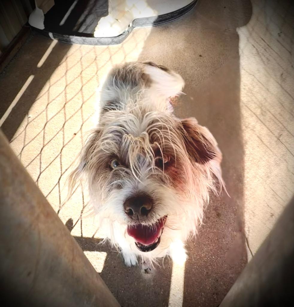 Enlarge Felicia, a Adopted Wirehaired Terrier in Ada, OK image 1/1