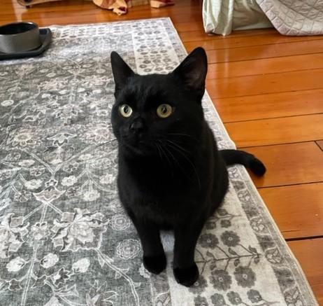 Enlarge Aries, a ADOPTABLE Bombay in Caledon, ON image 2/3