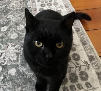 Aries, ADOPTABLE, Adult Male Bombay.