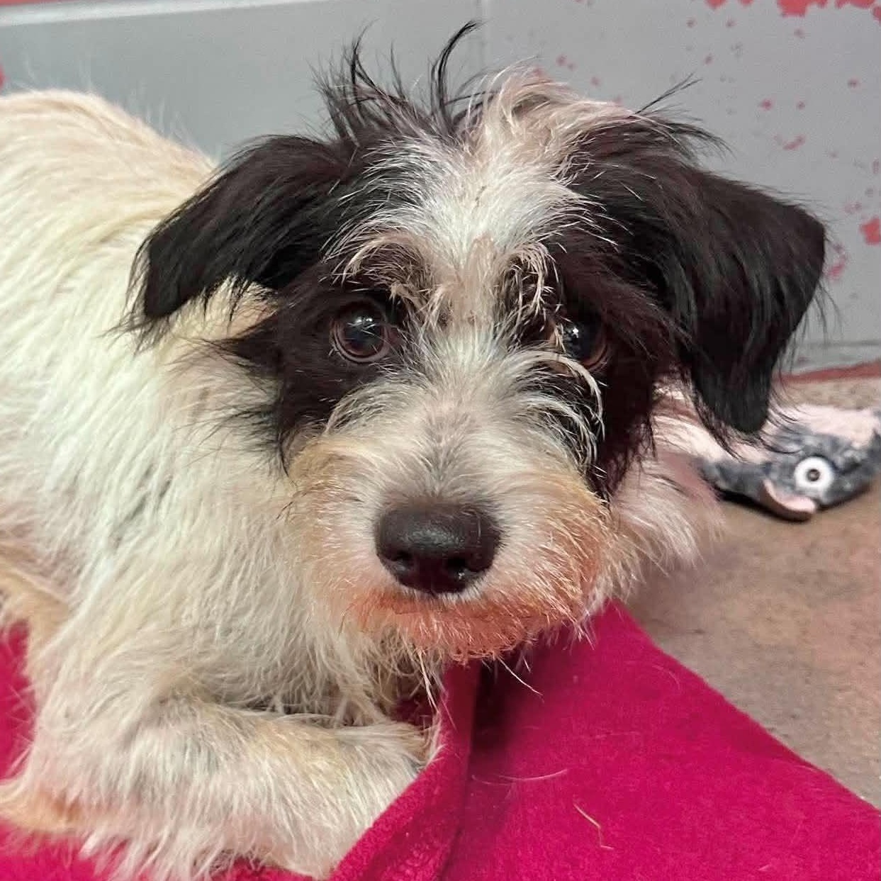 Enlarge Arnold, a Adoptable mixed breed in Boulder, CO image 1/5