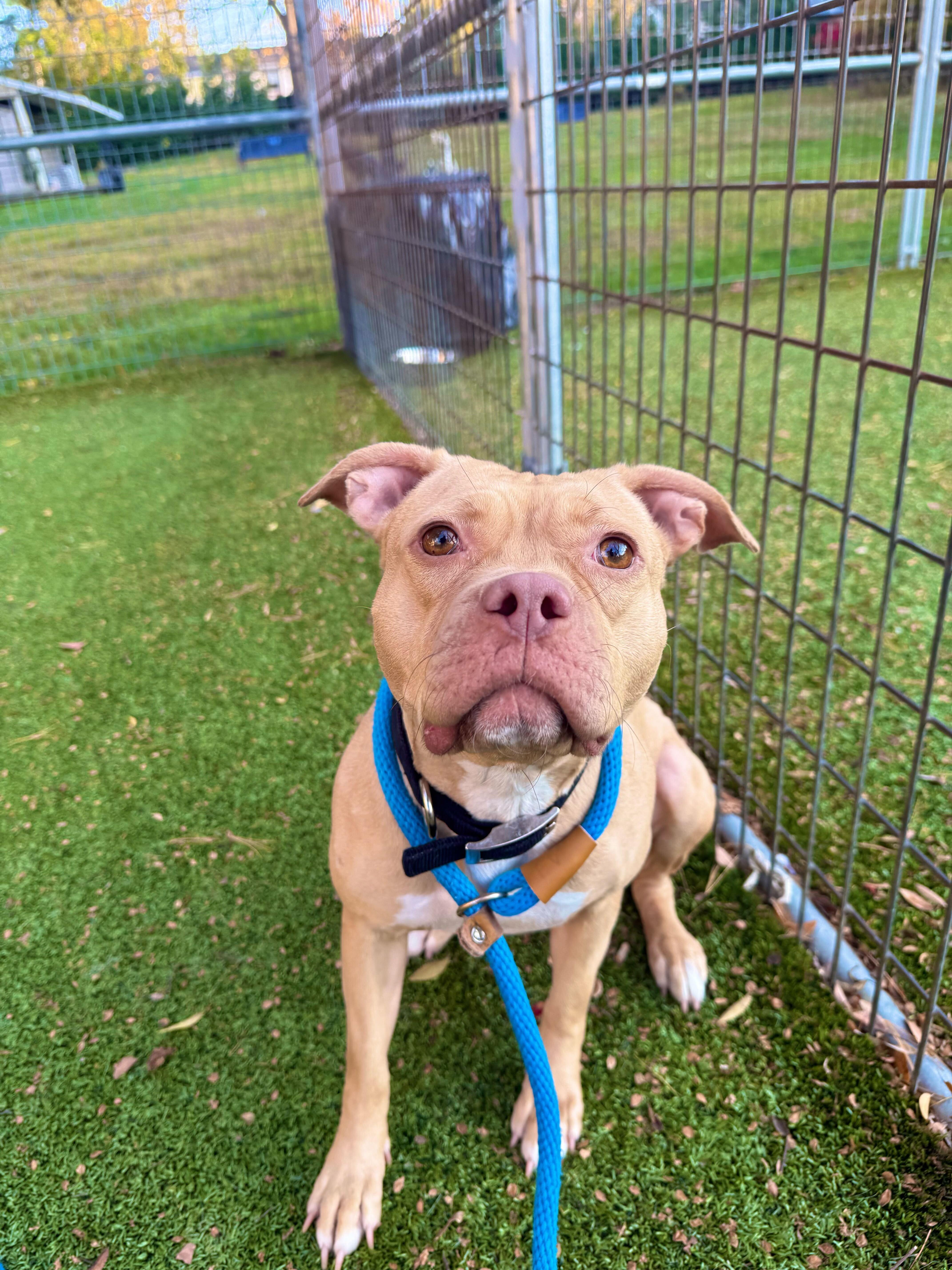 Peanut, Adoptable, Young Female Mixed Breed.