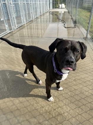 Ezra, Adoptable, Adult Female Pit Bull Terrier & Mixed Breed.