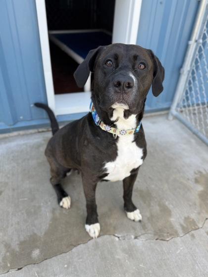 Enlarge Ezra, a Adoptable mixed breed in Aberdeen, SD image 2/3