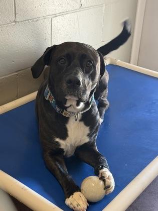 Enlarge Ezra, a Adoptable mixed breed in Aberdeen, SD image 3/3