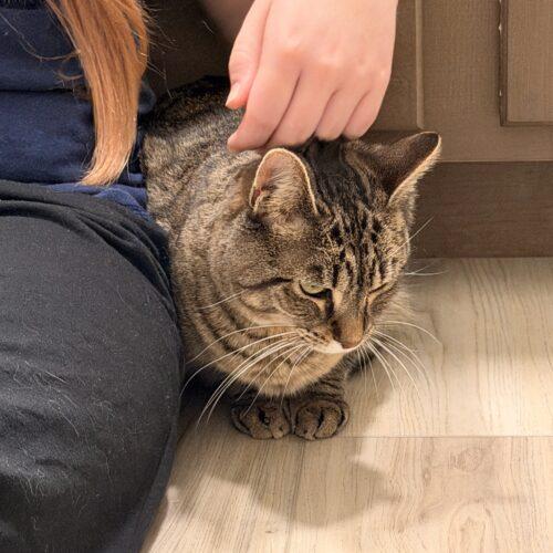 Nellie, Adoptable, Young Female Domestic Short Hair.