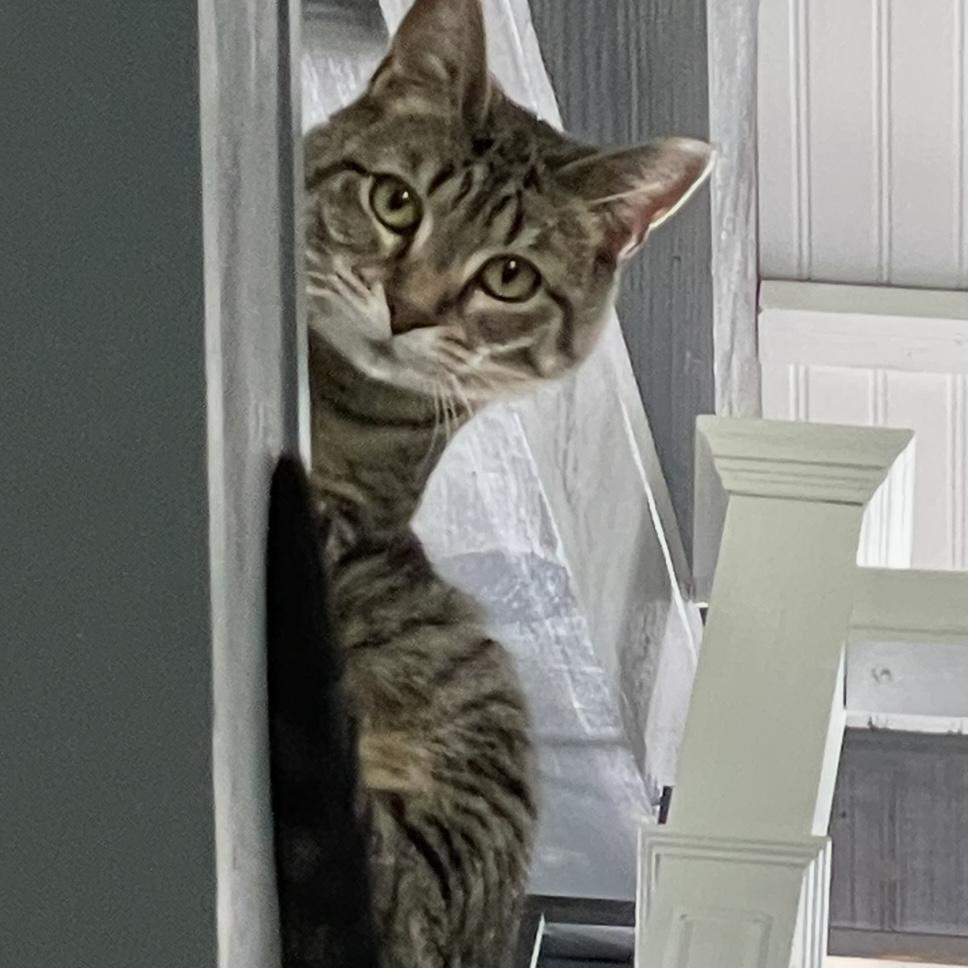 Enlarge Nellie, a Adoptable Domestic Short Hair in Kenosha, WI image 2/4