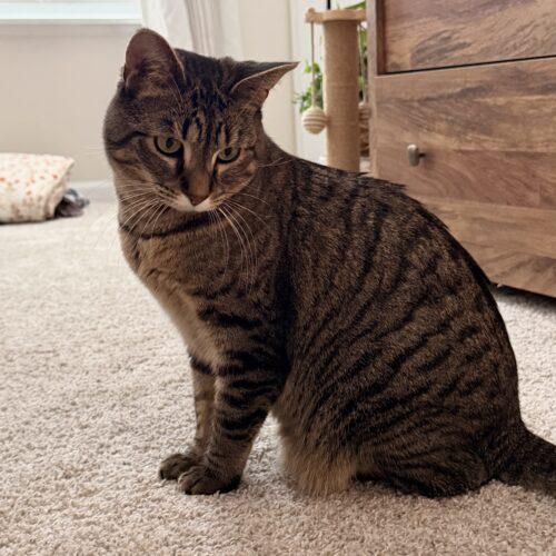 Enlarge Nellie, a Adoptable Domestic Short Hair in Kenosha, WI image 3/4