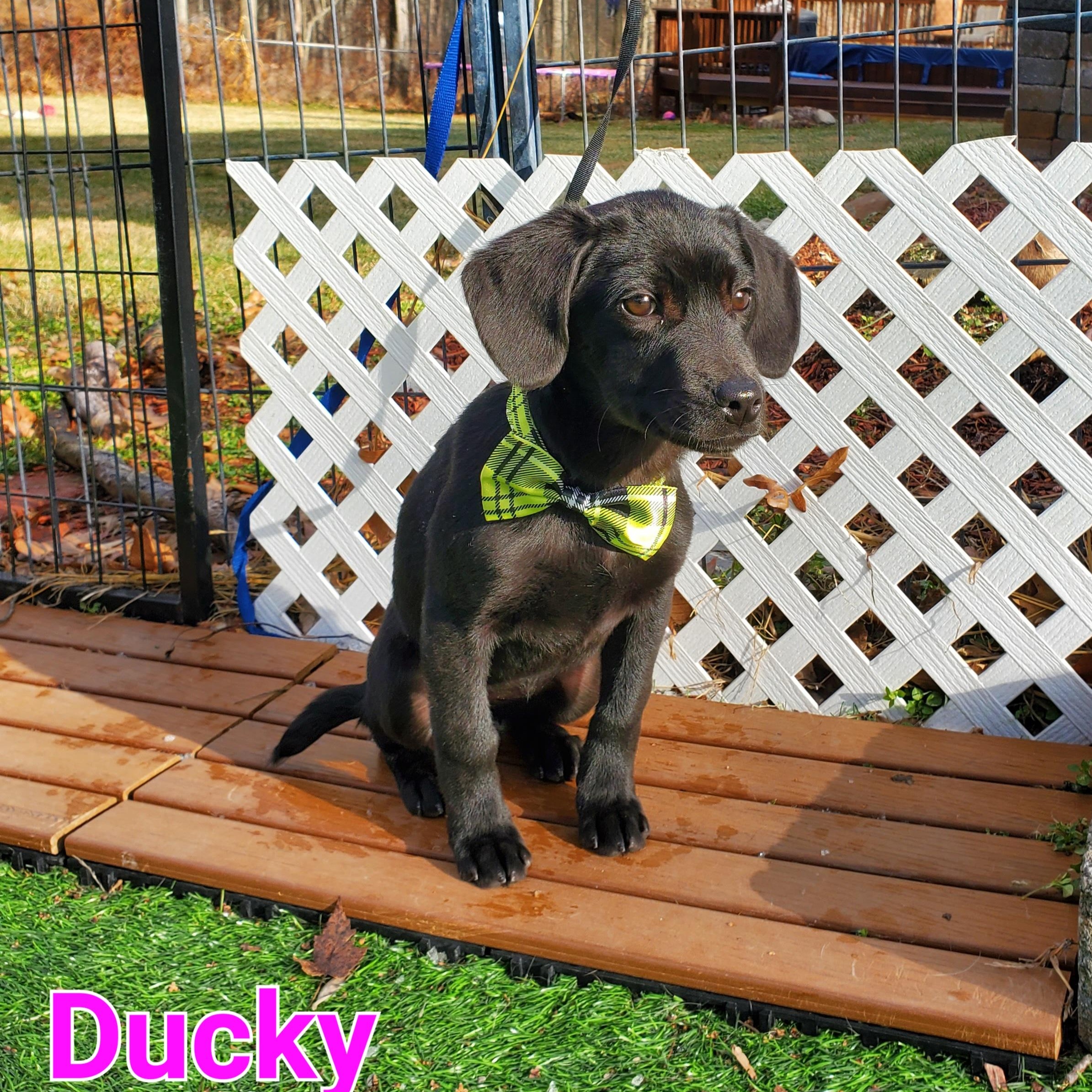 Ducky, ADOPTABLE, Puppy Female Beagle & Mixed Breed.